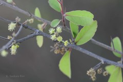 Flacourtia indica